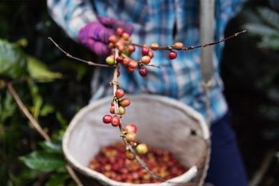 coffee from indonesia