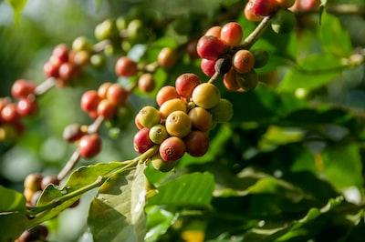 indian coffee plant