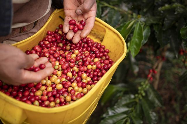 coffee beans, central america