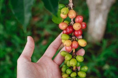 growing coffee beans